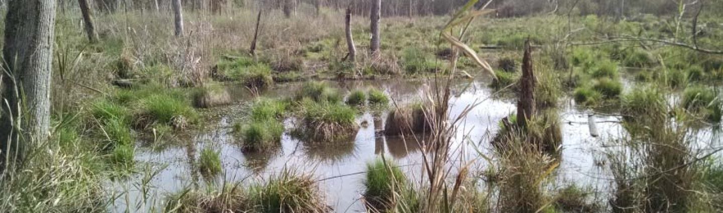 Wetlands